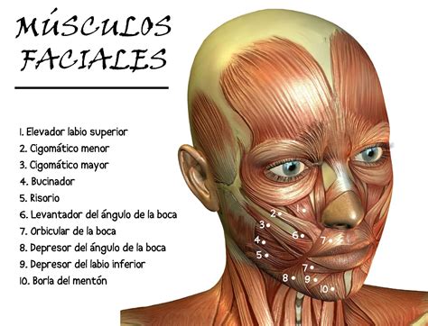 musculos faciales-1